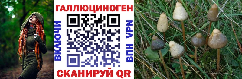 Купить  Сенгилей  Псилоцибиновые грибы Psilocybine cubensis 